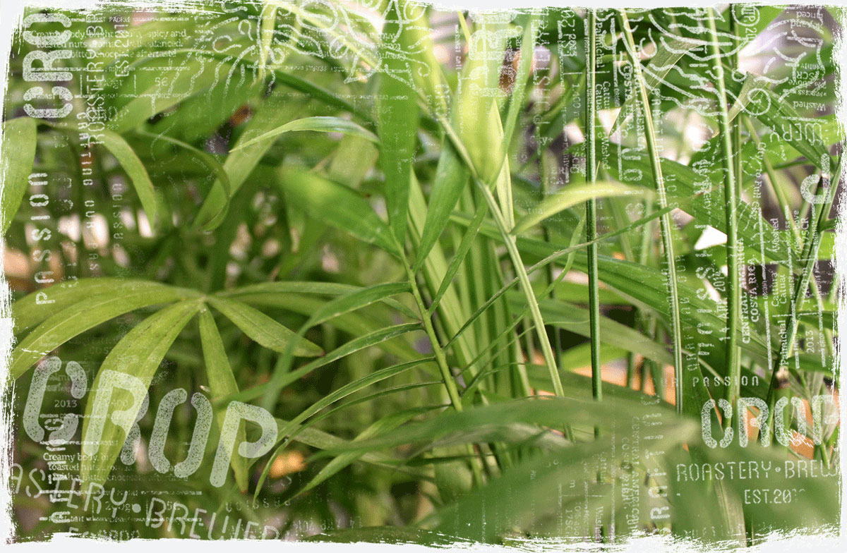 Crop greenery